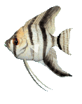 kalastaa animoituja-kuvia-gif